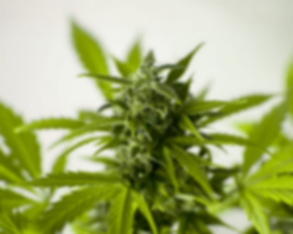 http://www.pharshpharma.com/wp-content/uploads/2019/09/marijuana-3065611_960_720-1000x800.jpg